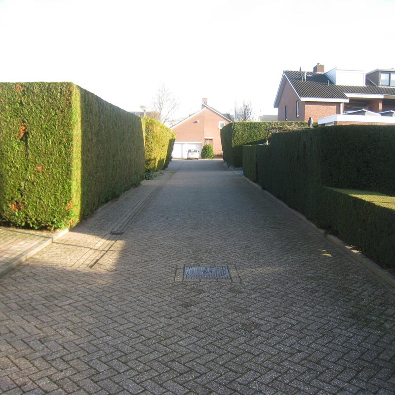 sparrenhoven1jpg.jpg