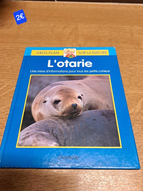 L'otarie Gros plan sur la nature