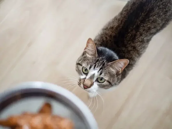 Voercheck, weet wat je jouw kat geeft