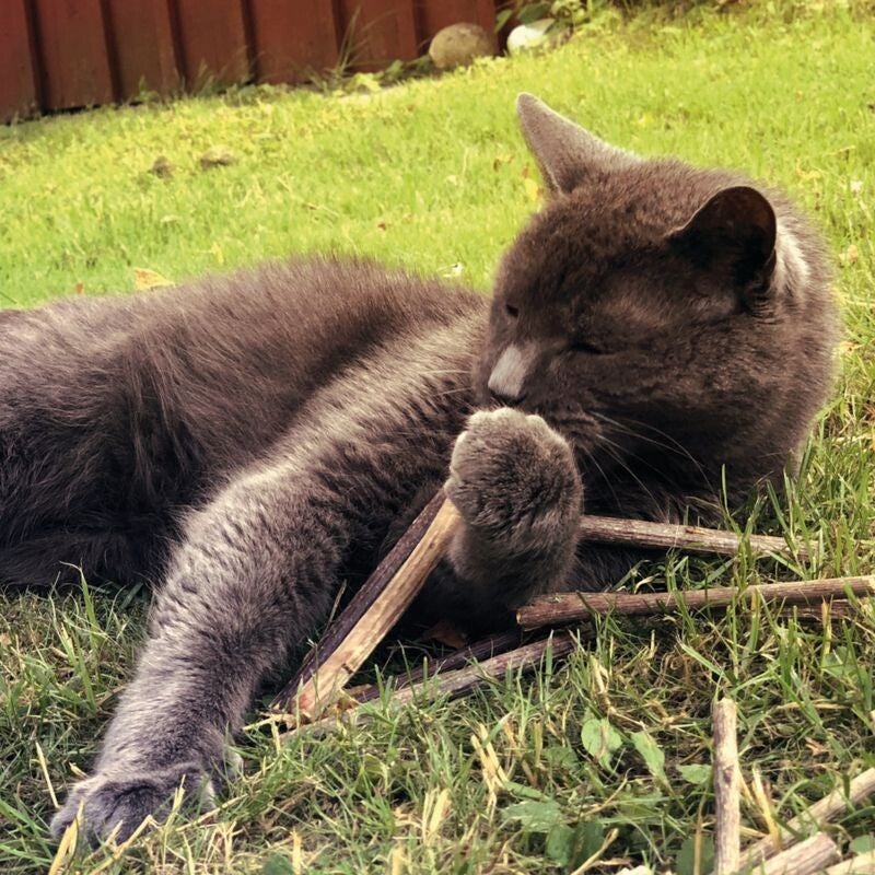 Kattenkruid - catnip - valeriaan voor katten