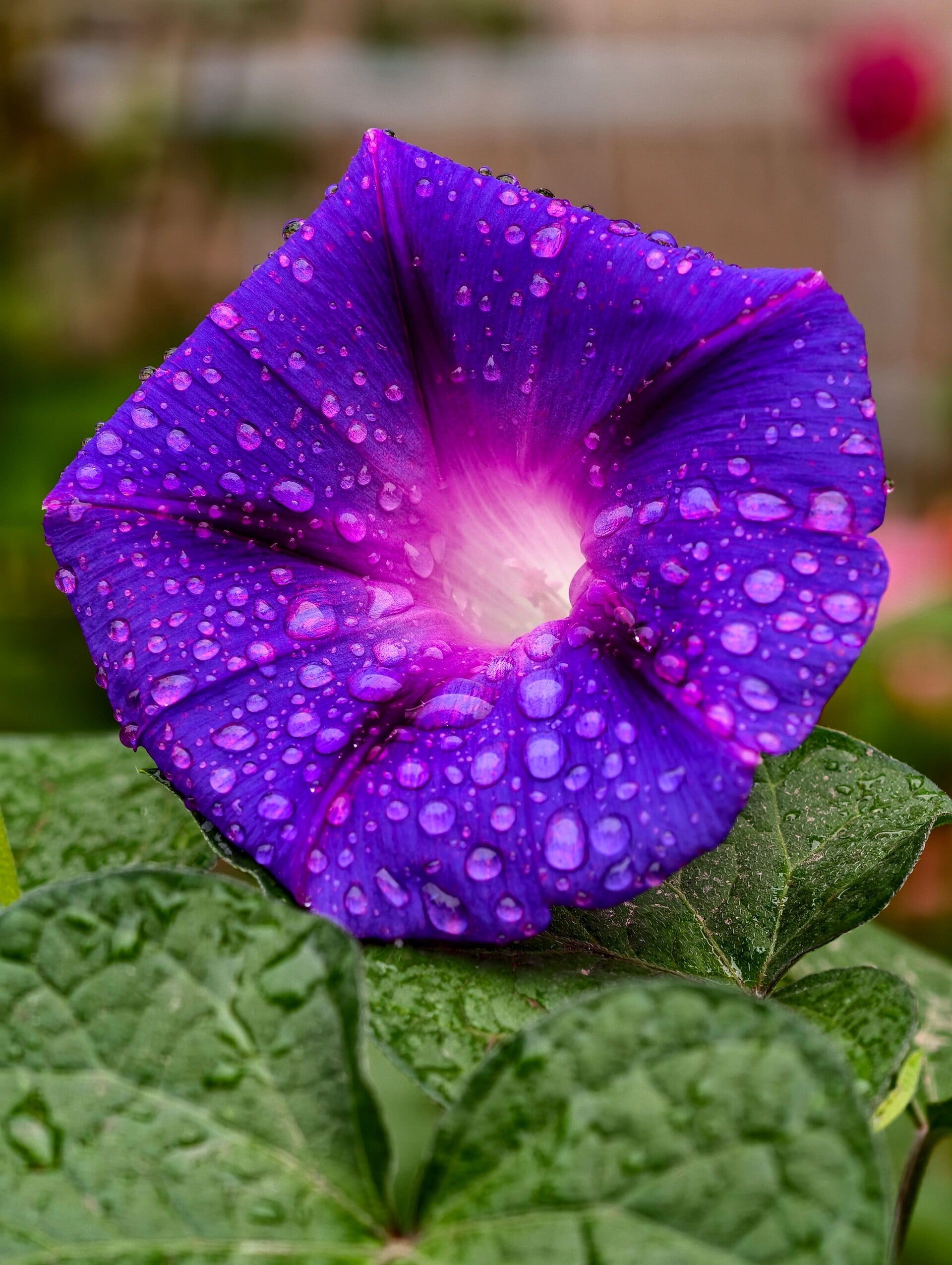 Paarse bloem met dauwdruppels en een klein lichtgevend hartje.