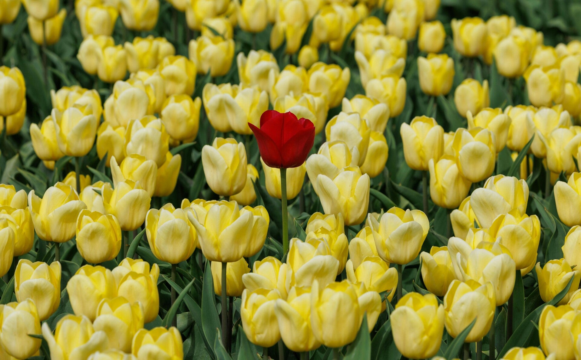 Witte bloem met geel hart en groene stengel.