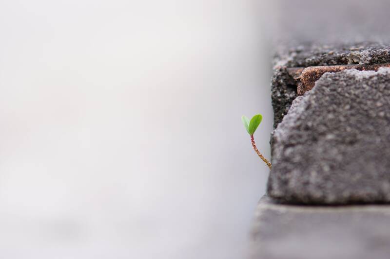 Plantje dat door beton groeit.