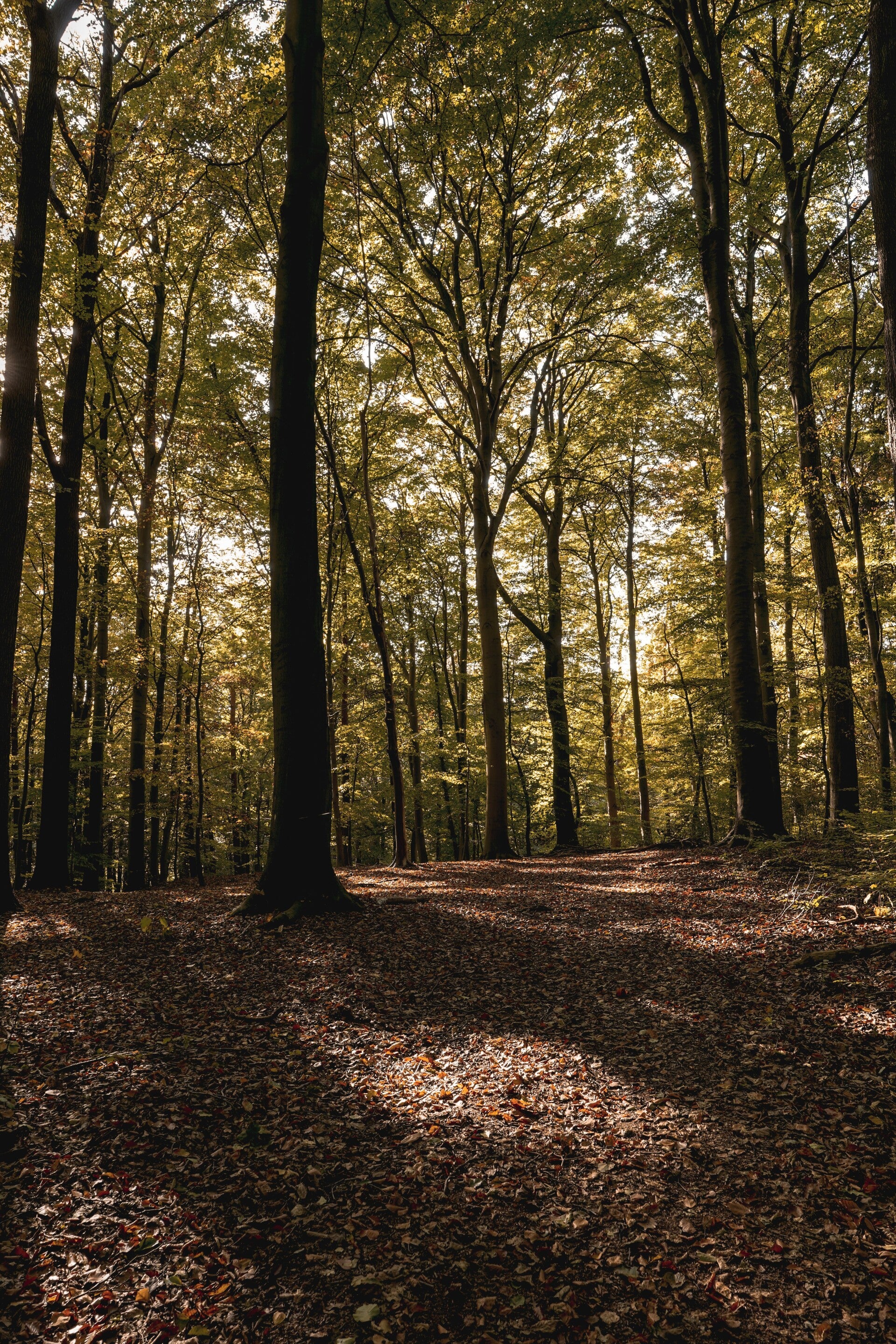 Wandelpad in het bos met lichte inval van de zon.