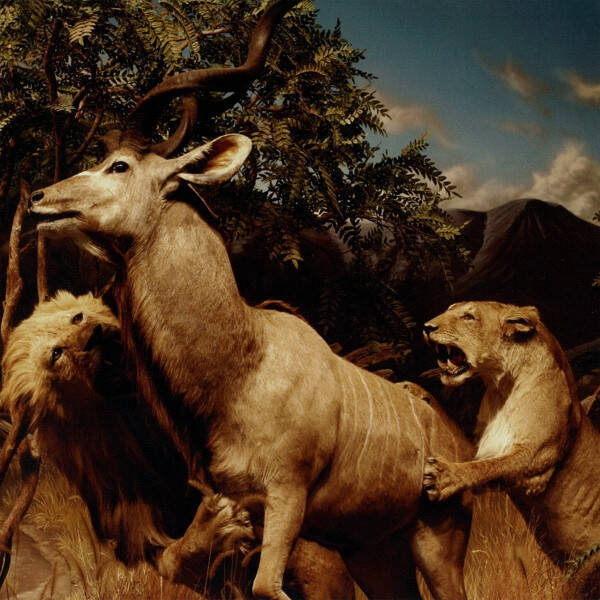 CD | Interpol – Our Love To Admire