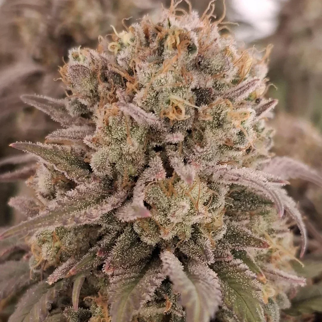 Permanent Marker Samen Feminisiert