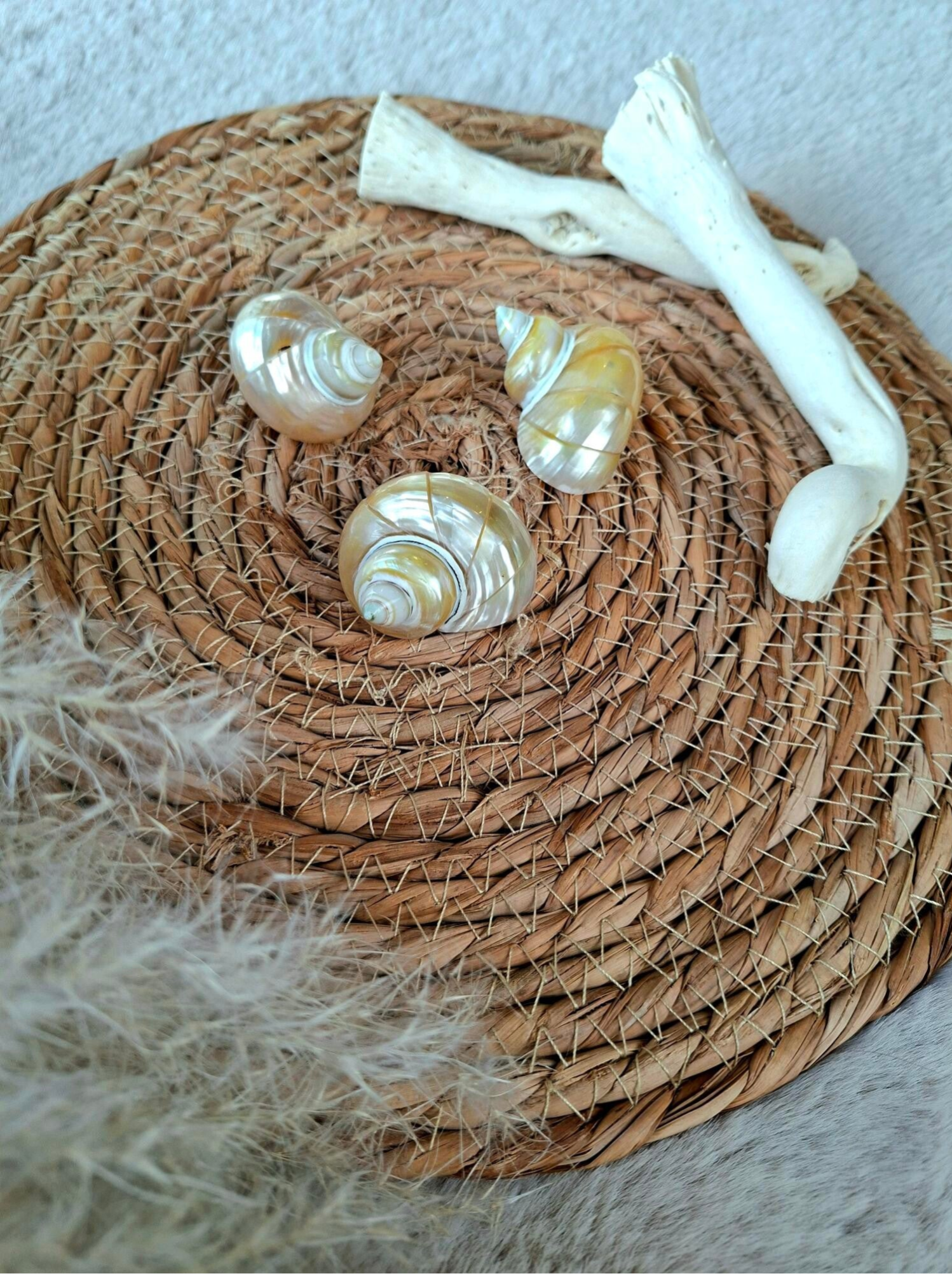 Parelmoer kleurige schelp