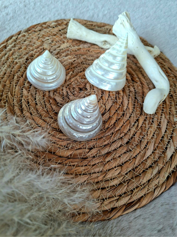 Parelmoer kleurige ijshoorn schelp