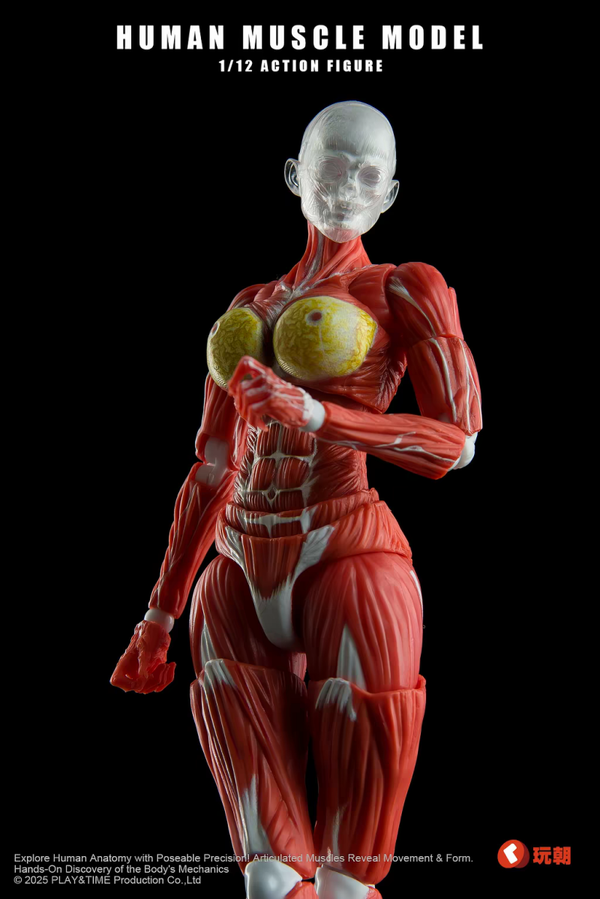 ​[Pre-Order] PLAY&TIME - Human Muscle Model (Female/Color Ver.) 1/12 Action Figure