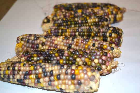 20 Graines Maïs PopCorn 'Glass Gem'