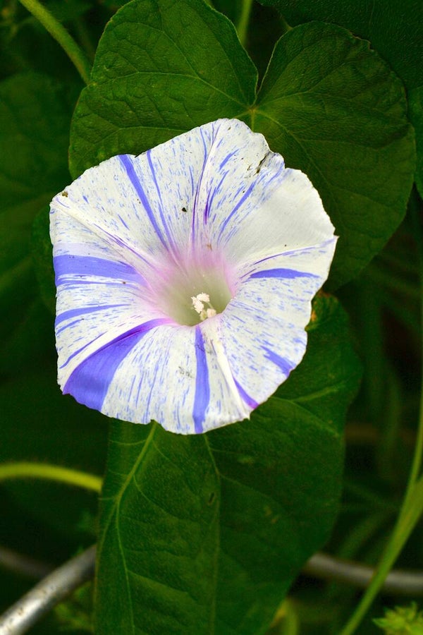 10 Graines ipomée 'Blue Venice'