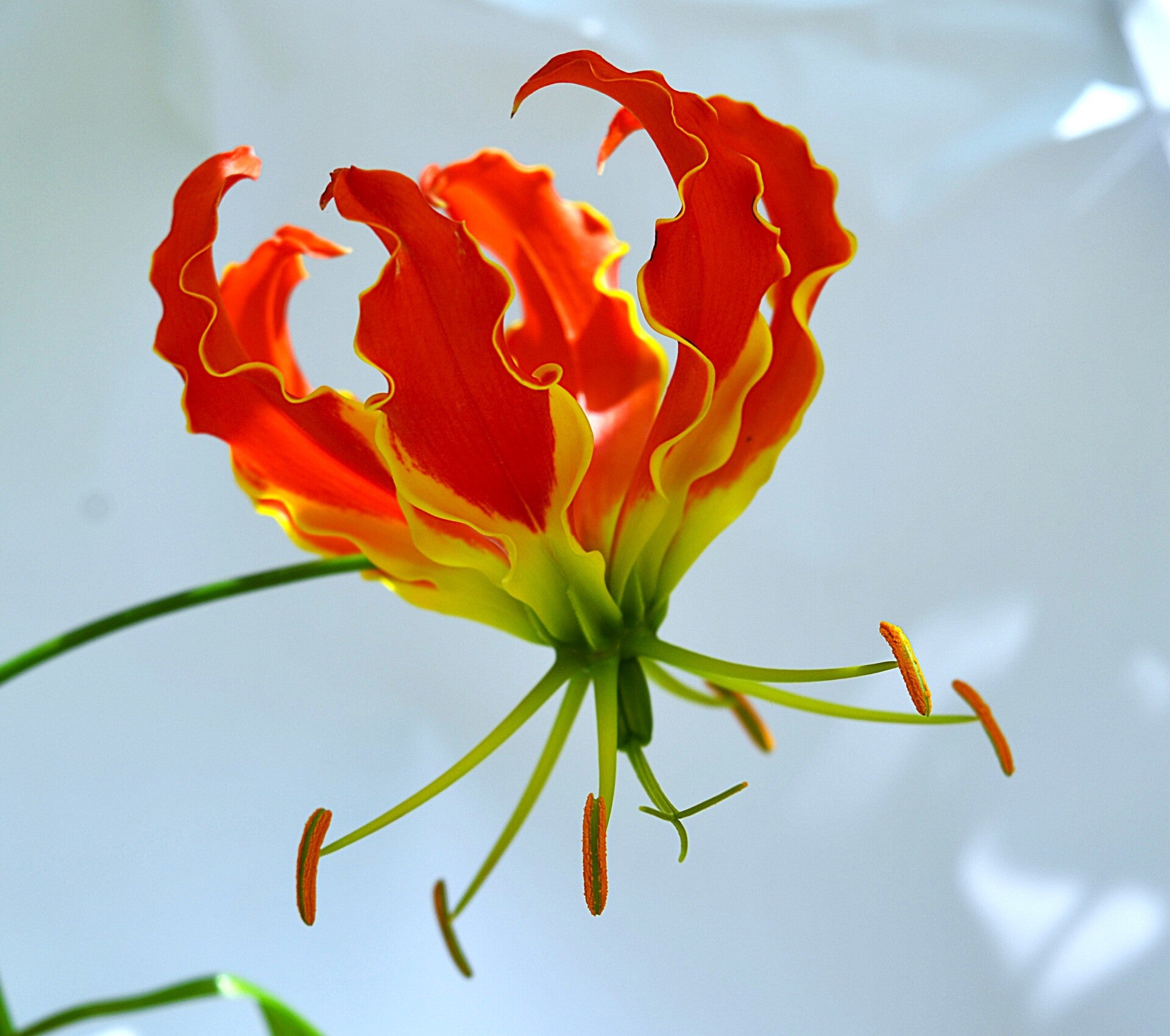 5 Graines Gloriosa Superba