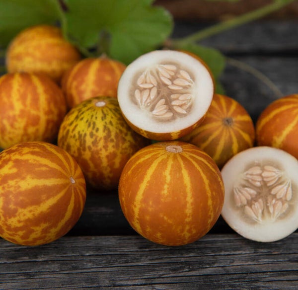 10 Graines de melon 'Queen's Anne'