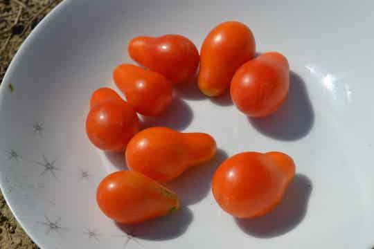 10 Graines Tomate cerises 'Poire rouge'