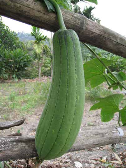 5 Graines de Courge éponge