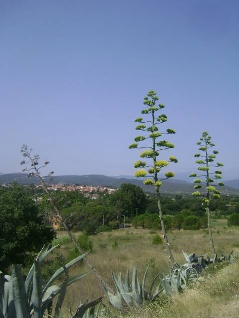 agaves-cactus-en-magnien-005-480x640-standard.jpg