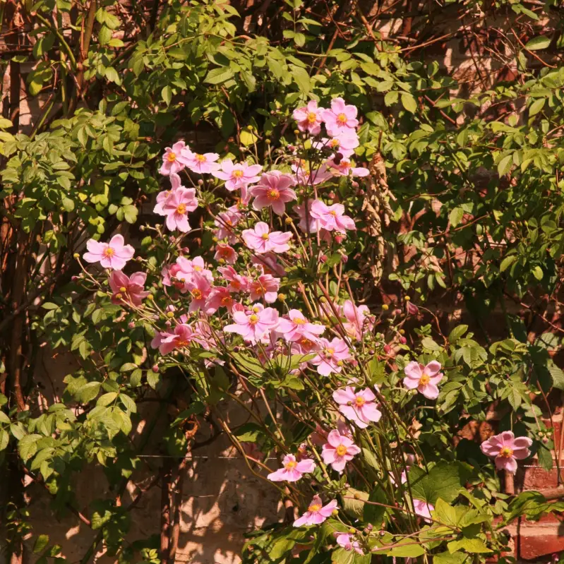 img_5801_pe-high-standard.webp