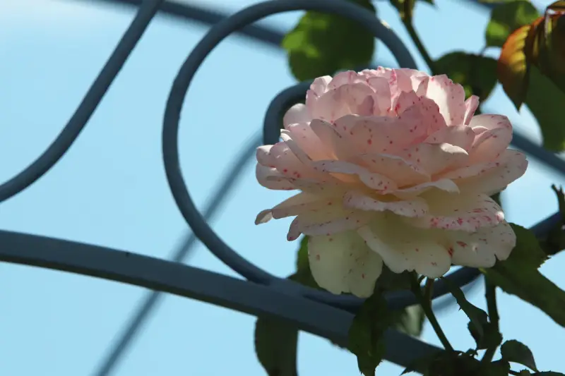 img_5899_pe-high-standard.webp