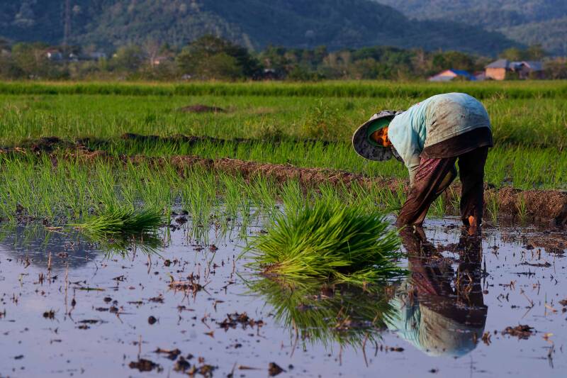 Photo of a hard working indonesian woman in a rice field with her body mirrored in the water, close to Poco Rutang in Flores, East Nusa Tenggara, Indonesia