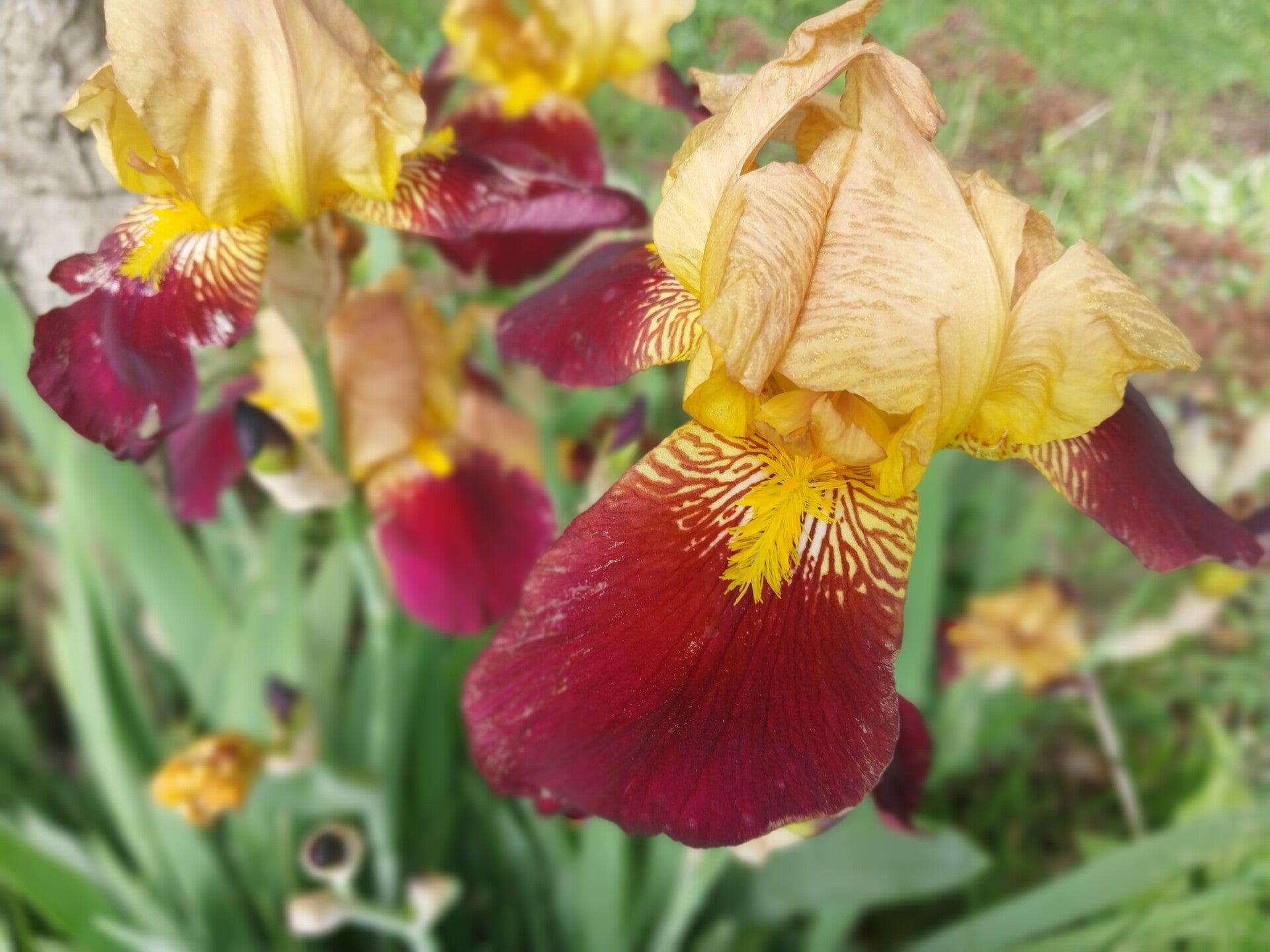 Tall Bearded Iris