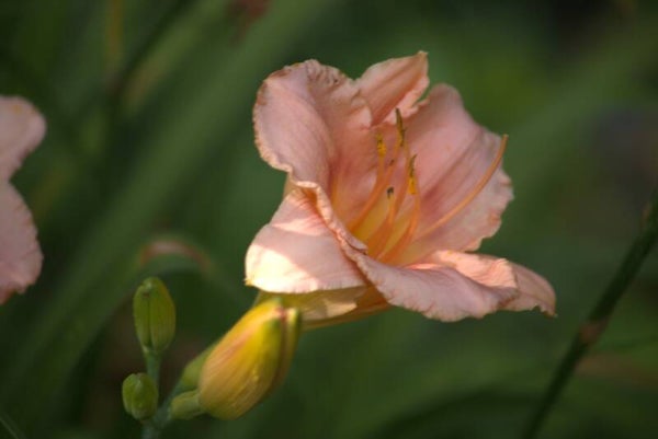 Daylilies