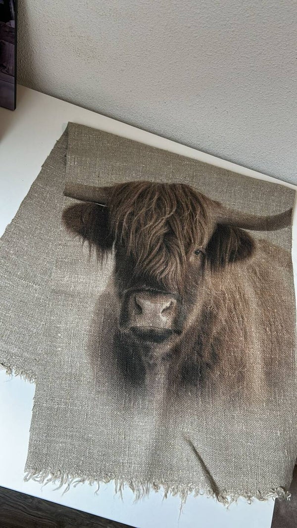 Shabby lap hooglander