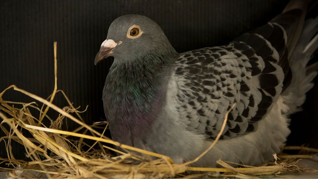 Master Class From The Pigeon Boss
