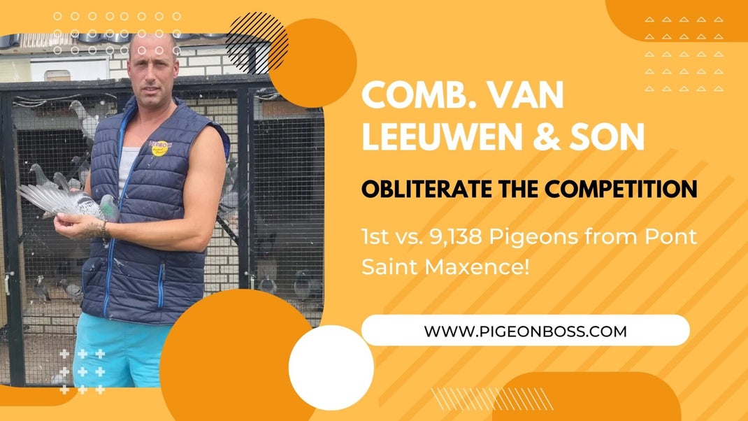 Combinatie van Leeuwen Racing Pigeons For Sale