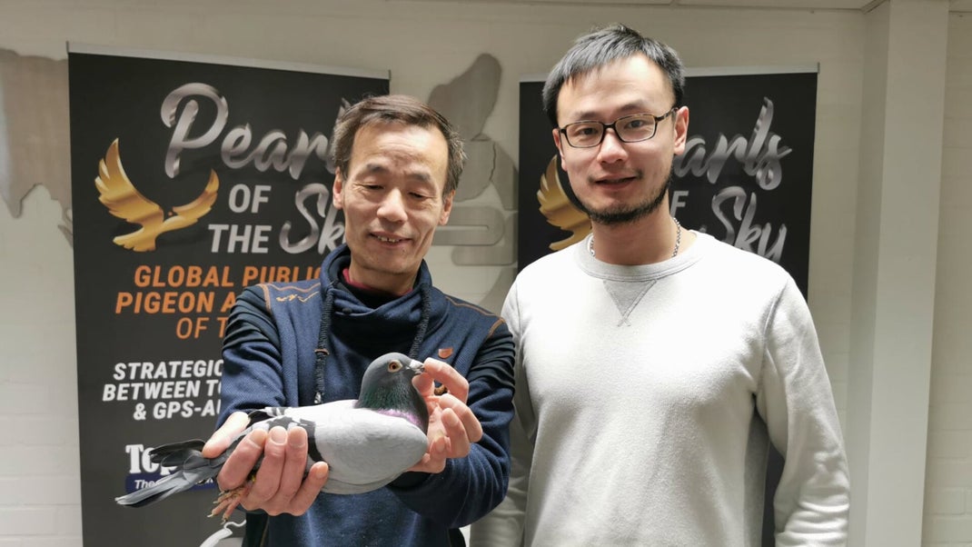 Comb. Lin, Racing Pigeons For Sale