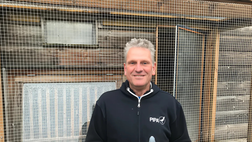 Cornee van Rijen Racing Pigeons For Sale