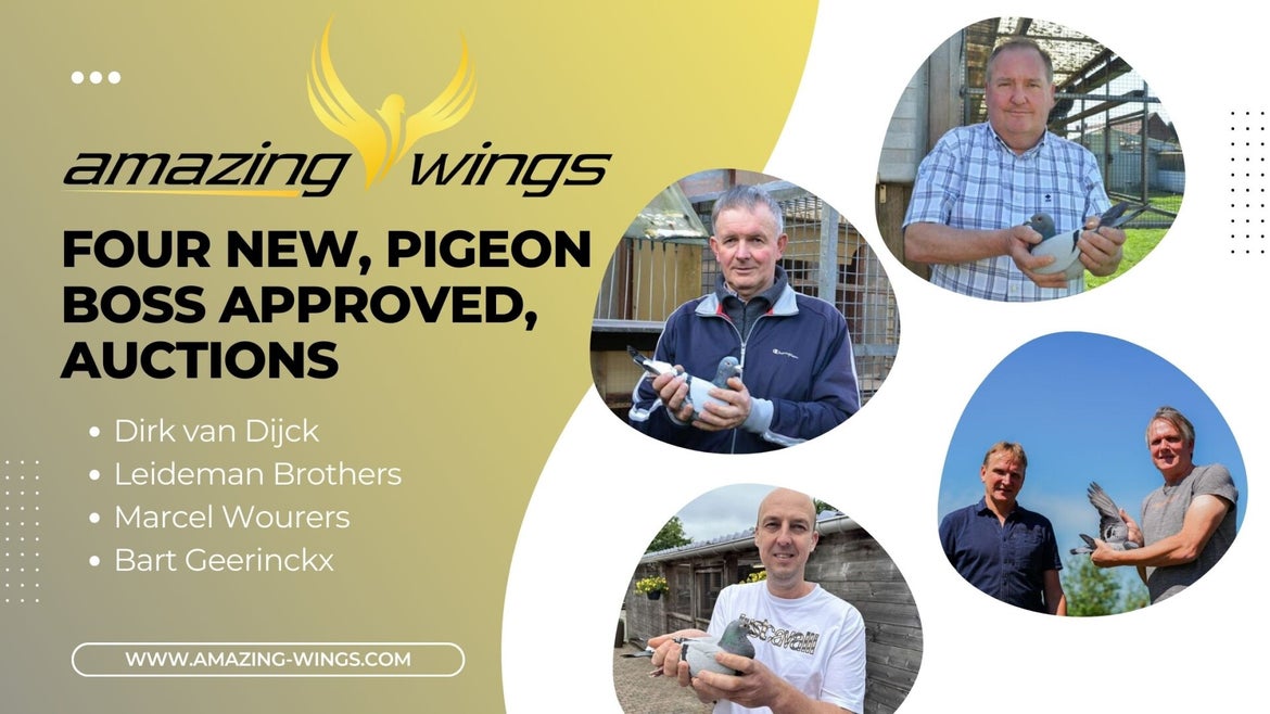 Amaing Wings Racing Pigeon Auctions