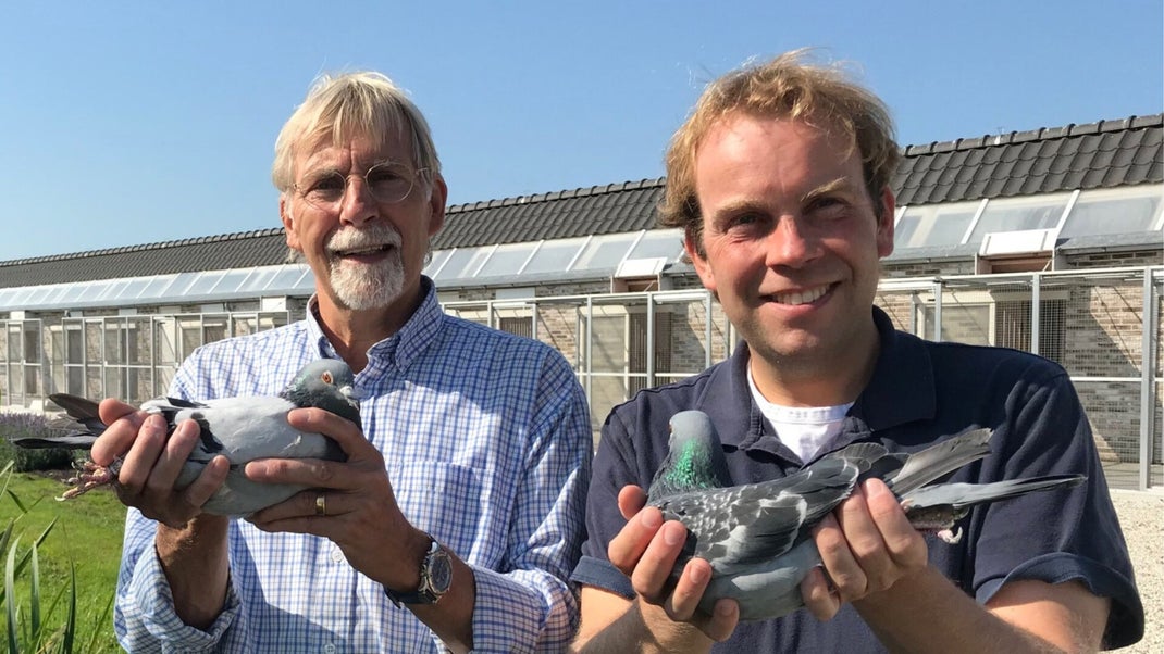 Verkerk Racing Pigeon For Sale