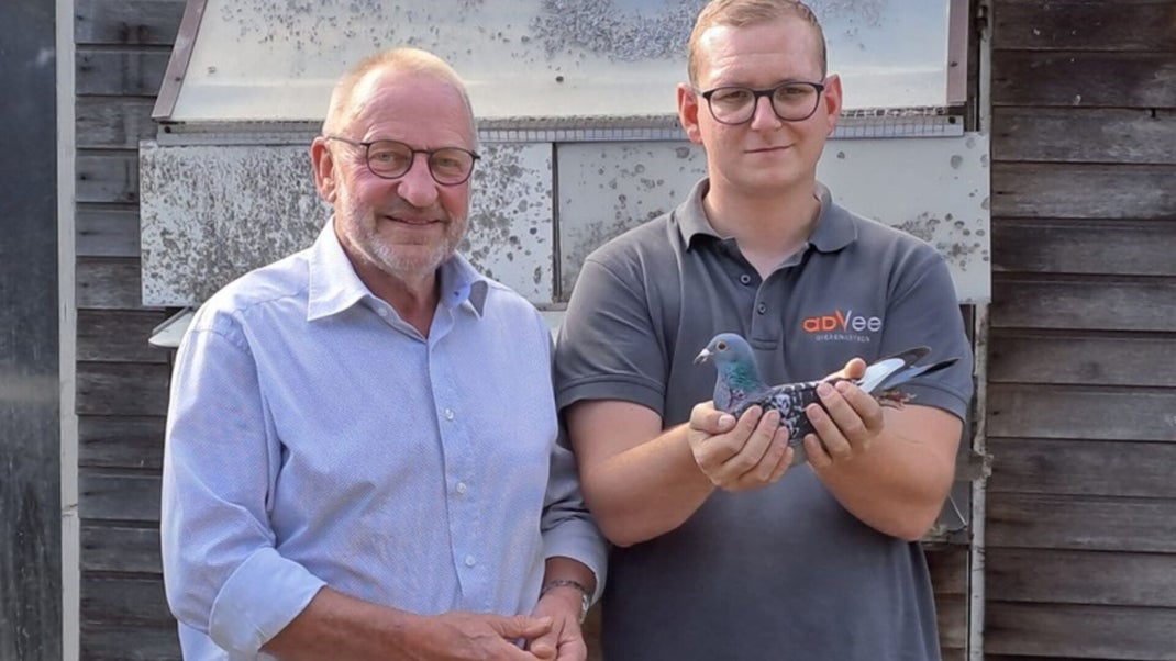 Heikamp van Doorn, Racing Pigeons For Sale
