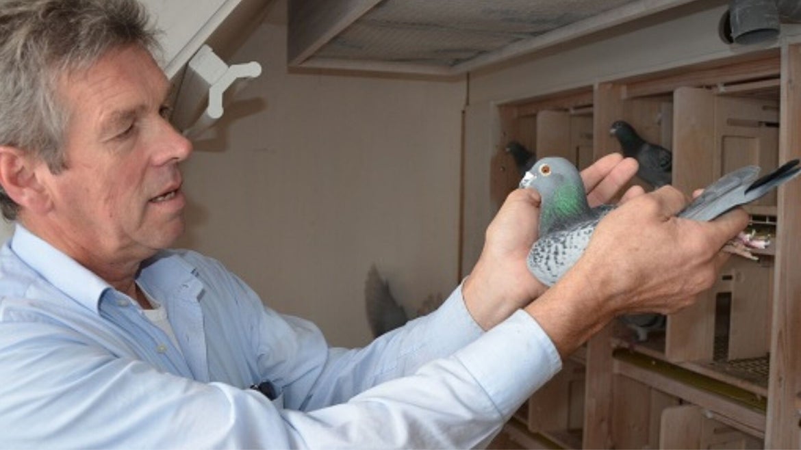 Hoekstra Da Costa Racing Pigeon For Sale