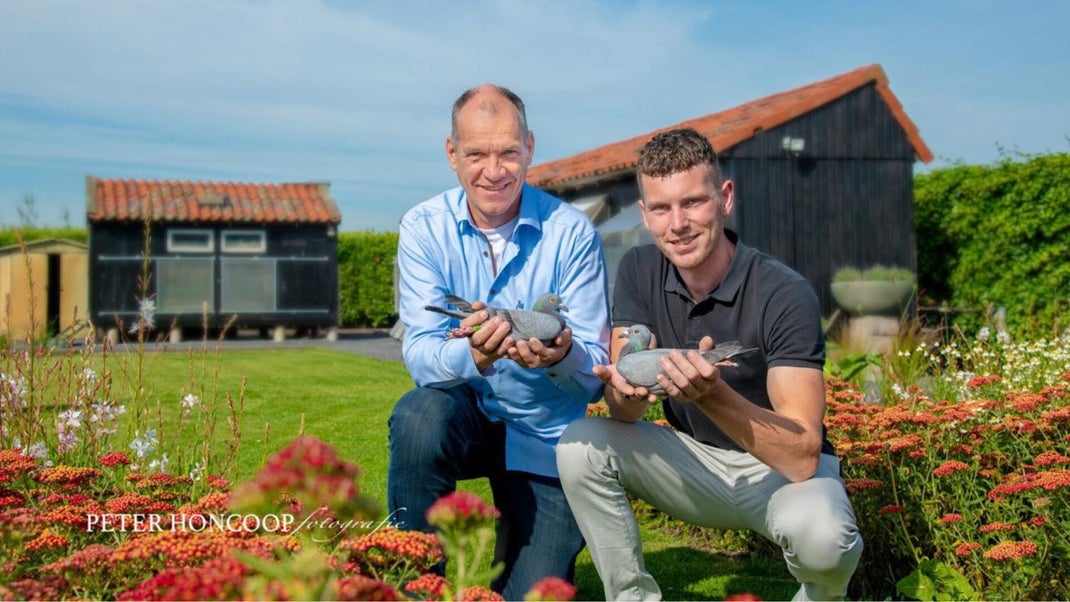 Hooymans Racing Pigeons For Sale
