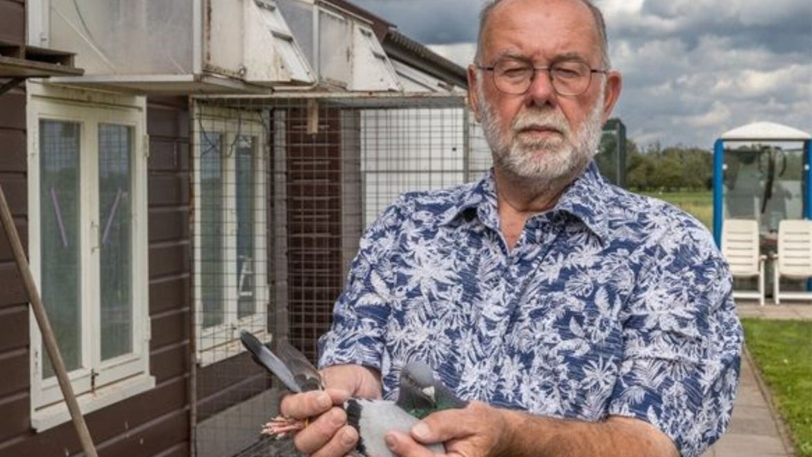 Eskes, Racing Pigeons For Sale