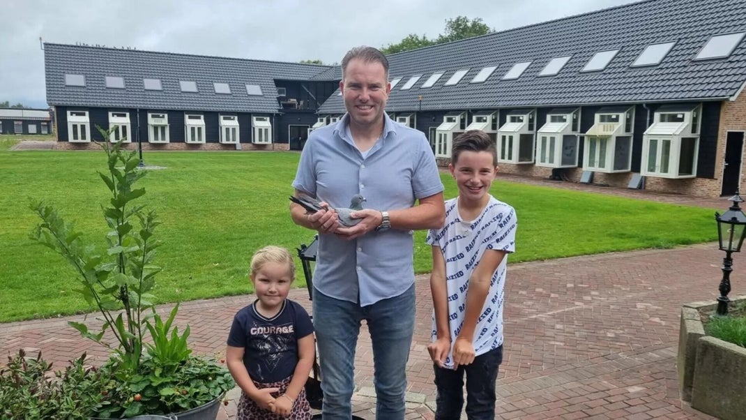 Jan Nijboer, Racing Pigeons For Sale