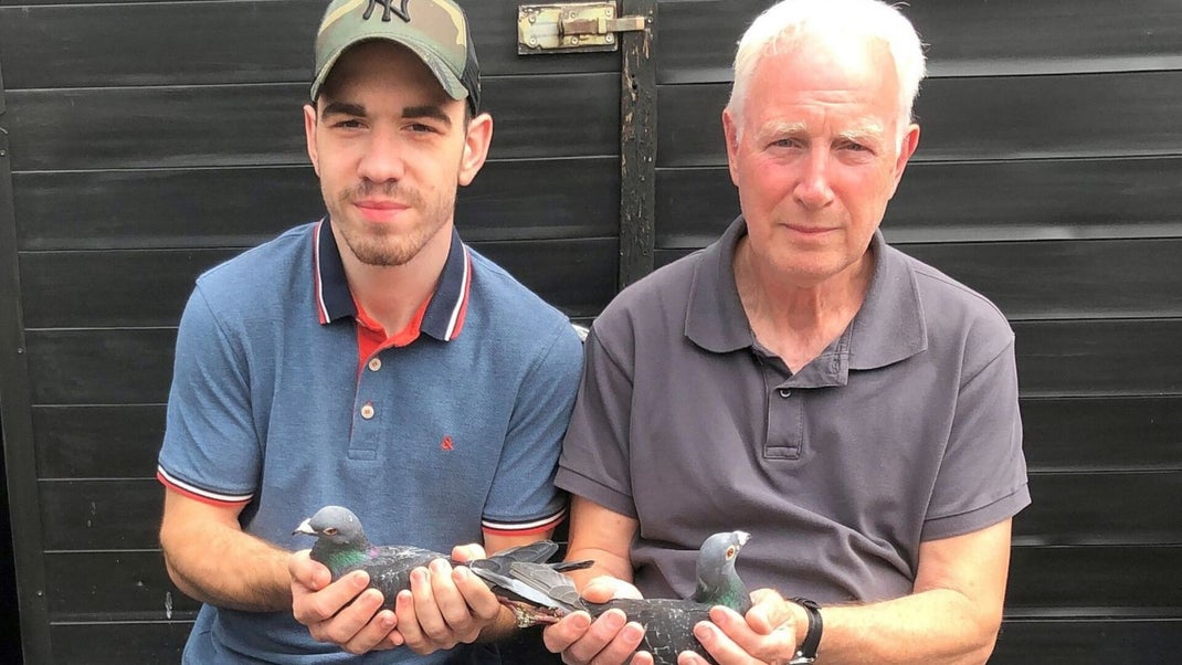 Loed Senden Racing Pigeons For Sale
