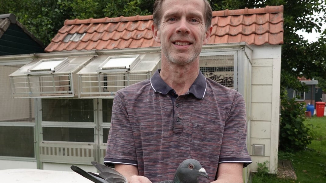 M & M Kramer, racing Pigeons For Sale