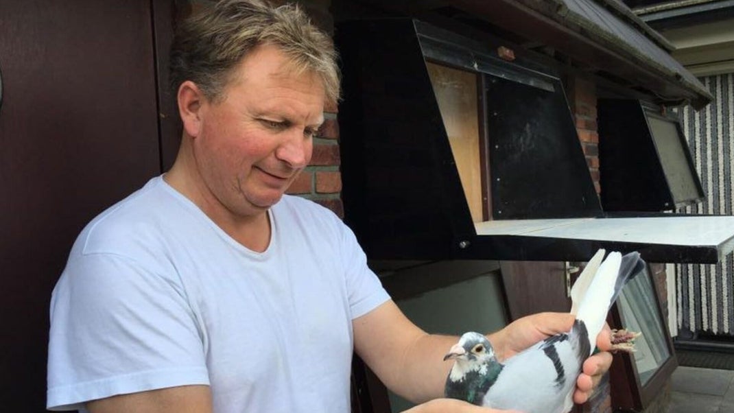 Tim Hage, Racing Pigeons For Sale
