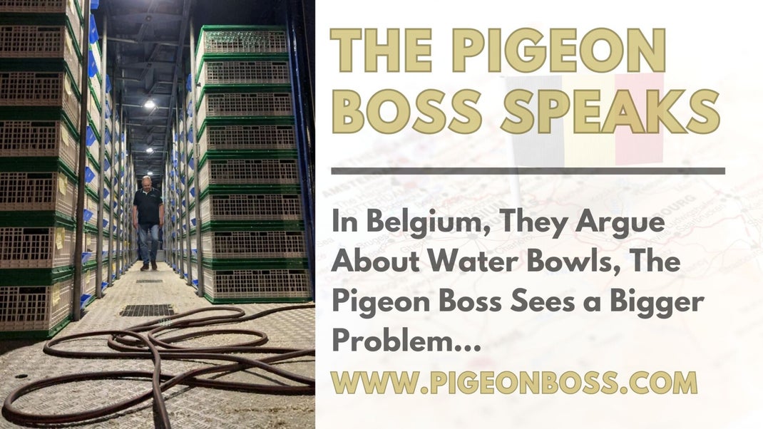 The Pigeon Boss Speaks, Water Bowls
