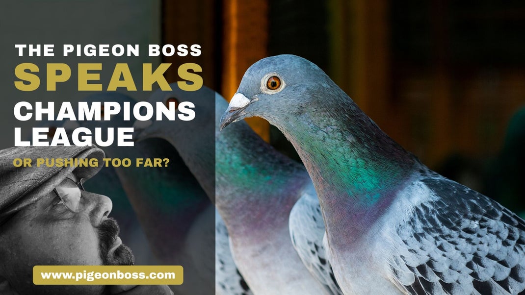 The Pigeon Boss Speaks