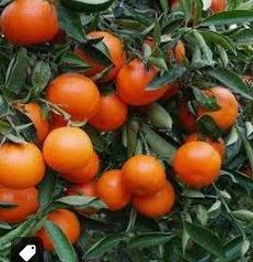 Clementina residuo 0 (var. clemenvilla ) 10kg