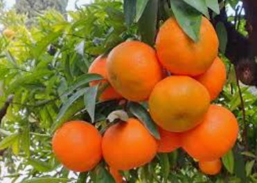 Clementina residuo 0 (var. clemenules ) formato 10kg