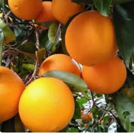 Naranjas residuo 0 (var. lane late ) 10kg