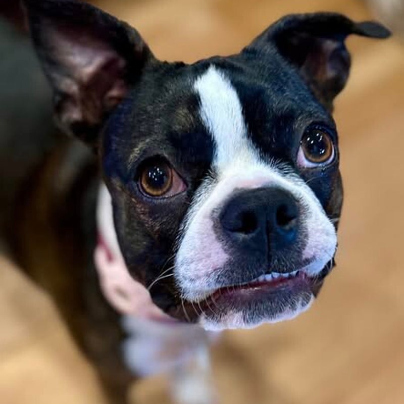 Penelope, 1-year old.