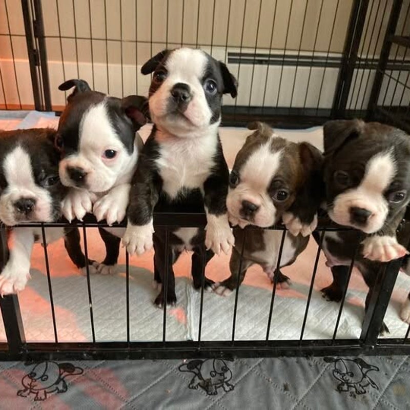 Kimber and Hiccup litter - August 13 2024