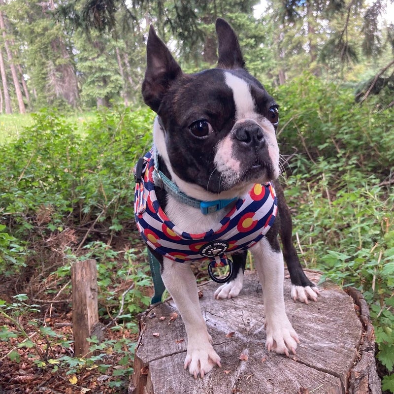 Hiccup showing off that he's much bigger than this silly ittle stump!