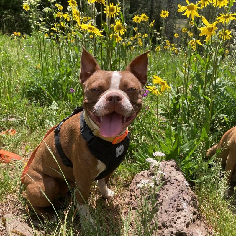 Mocha always has a big smile!  Posing in the mountain wildflowers.