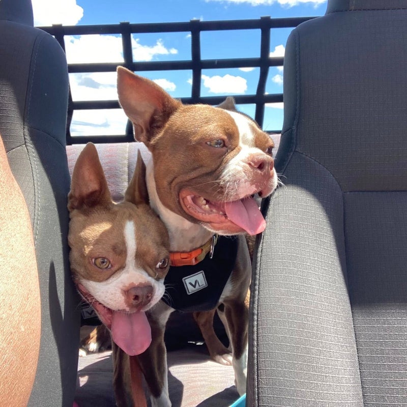 Both trying to give directions!